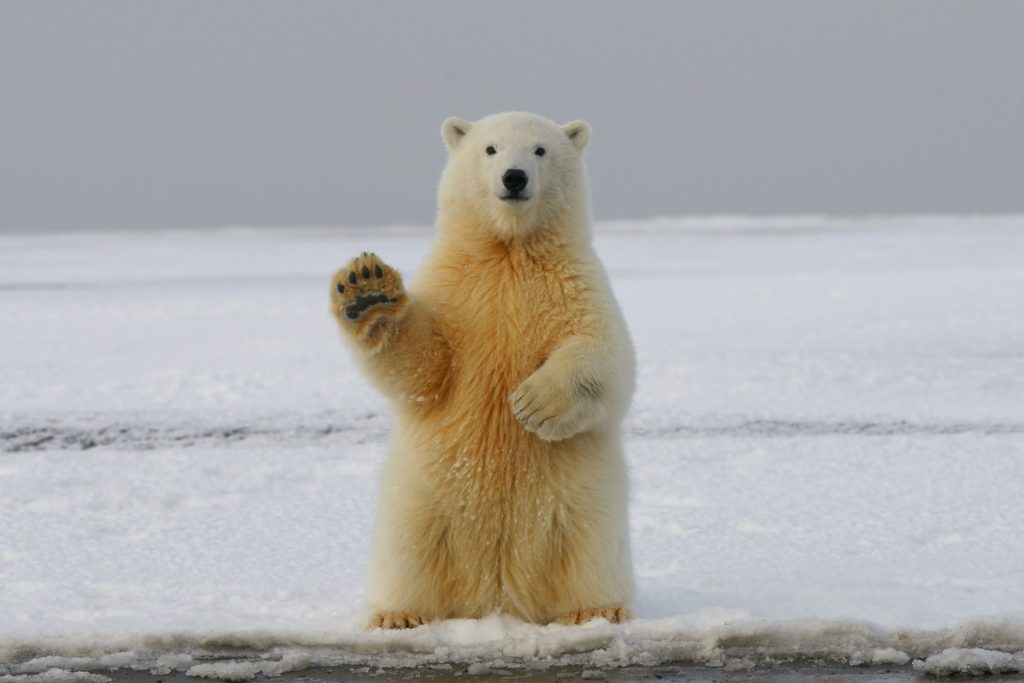 Benny the Brave Little Bear