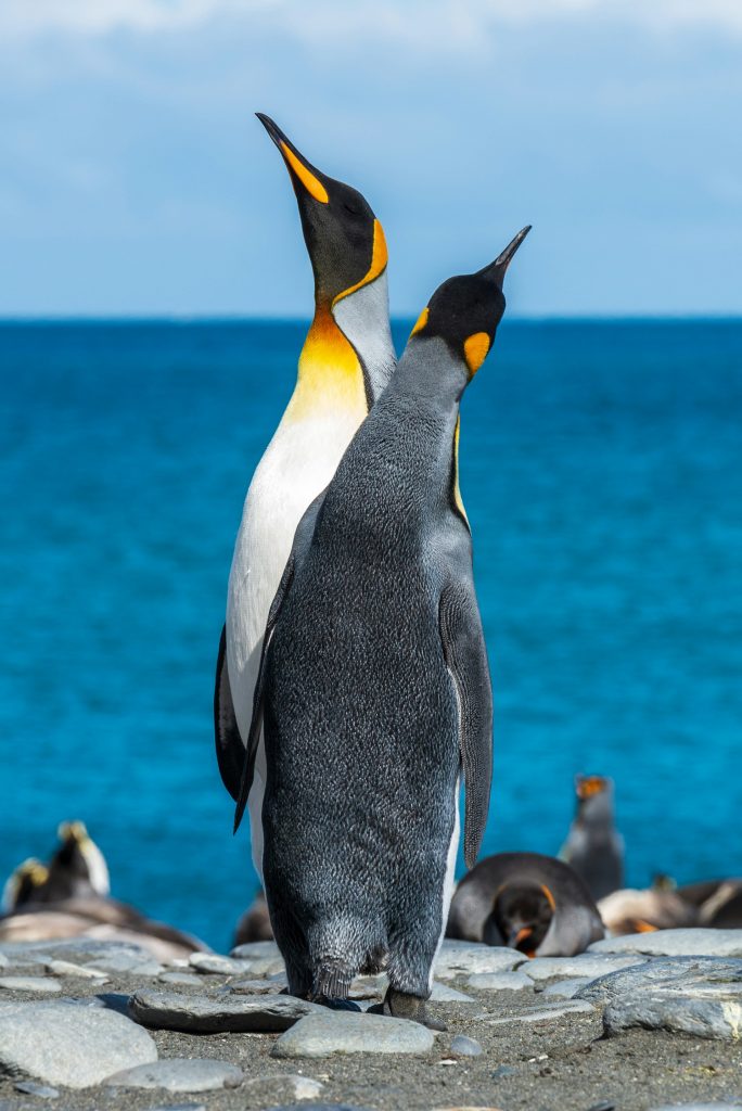 Pippa the Polite Penguin